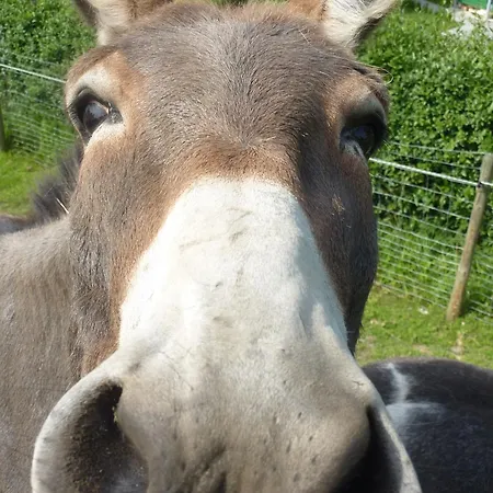 Obst- Und Gomeringer Apartman *