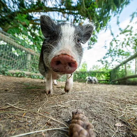 Obst- Und Gomeringer * Immenstaad am Bodensee