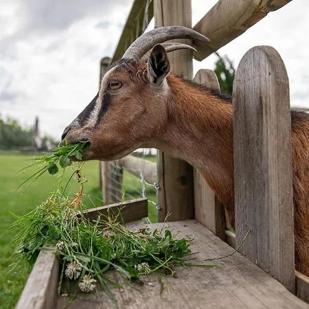 Appartement Obst- Und Gomeringer Immenstaad am Bodensee